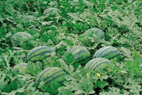 吃西瓜和凉瓜会头痛吗 第1张 吃西瓜和凉瓜会头痛吗 第1张